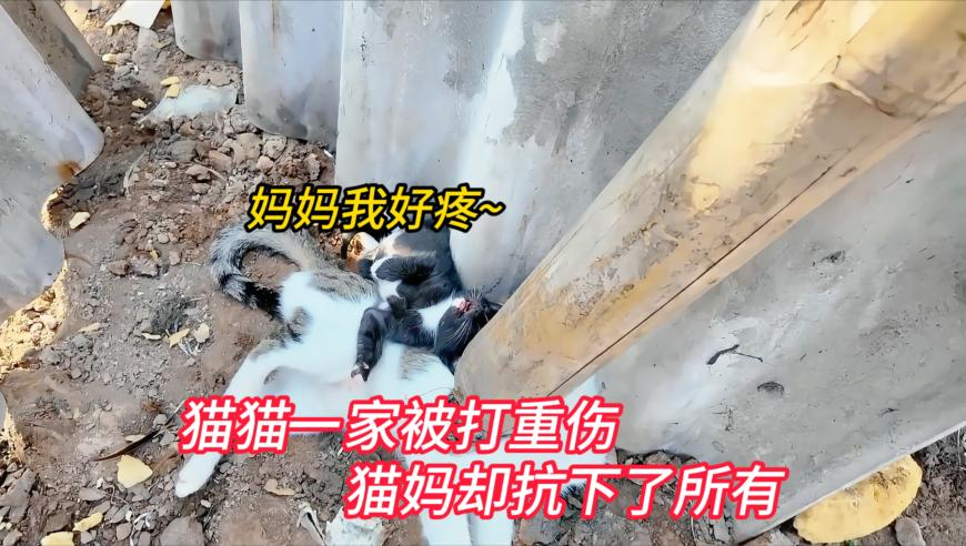 李维刚体验吃鱼生,2025年正版澳门管家婆,最新答案解释落实_潮流版V7.50